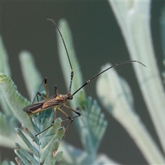 Rayieria acaciae (Acacia-spotting bug) at Hall, ACT - 29 Jan 2025 by Anna123