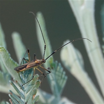 Rayieria acaciae (Acacia-spotting bug) at Hall, ACT - 29 Jan 2025 by Anna123