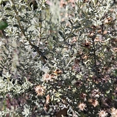 Olearia brevipedunculata at Cotter River, ACT - 30 Jan 2025 by BethanyDunne