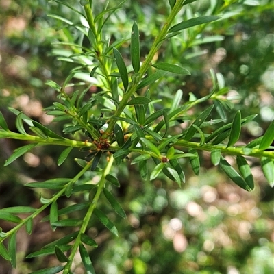 Podocarpus lawrencei (Mountain Plum Pine) at Cotter River, ACT - 30 Jan 2025 by BethanyDunne