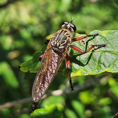 Zosteria sp. (genus) (Common brown robber fly) at Braidwood, NSW - Today by MatthewFrawley