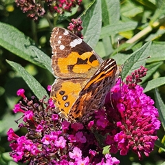 Vanessa kershawi (Australian Painted Lady) at Braidwood, NSW - 5 Feb 2025 by MatthewFrawley