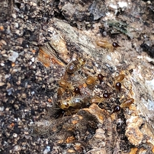 Unidentified Termite (superfamily Termitoidea) at Kungala, NSW - Yesterday by donnanchris