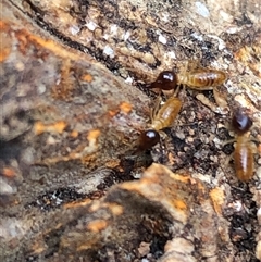 Nasutitermes (genus) at Kungala, NSW - suppressed