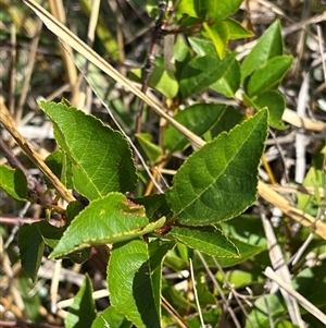 Prunus sp. at Fraser, ACT - 5 Feb 2025 by R0ger