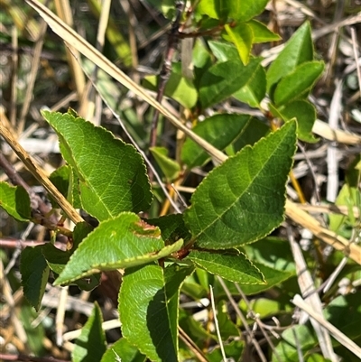 Prunus sp. at Fraser, ACT - 5 Feb 2025 by R0ger