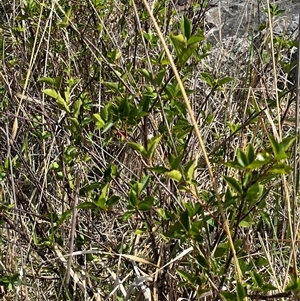 Prunus sp. at Fraser, ACT - 5 Feb 2025 11:03 AM