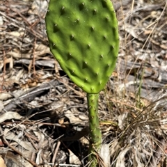 Opuntia sp. (Prickly Pear) at Flynn, ACT - 5 Feb 2025 by R0ger