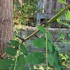 Robinia pseudoacacia (Black Locust) at Watson, ACT - 5 Feb 2025 by lcallinan