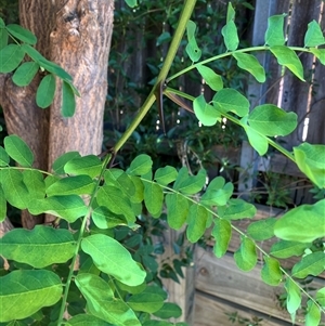 Robinia pseudoacacia at Watson, ACT - 5 Feb 2025 02:27 PM