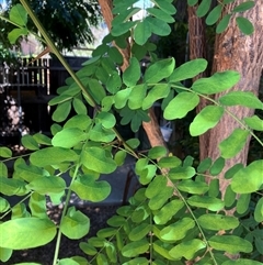 Robinia pseudoacacia at Watson, ACT - 5 Feb 2025 02:27 PM
