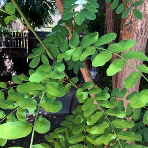 Robinia pseudoacacia at Watson, ACT - 5 Feb 2025 02:27 PM