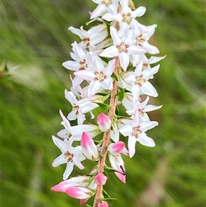 Epacris pulchella at Bonny Hills, NSW - suppressed