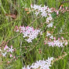 Epacris pulchella at Bonny Hills, NSW - suppressed