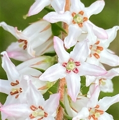 Epacris pulchella at Bonny Hills, NSW - suppressed