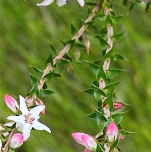 Epacris pulchella at Bonny Hills, NSW - suppressed