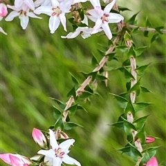 Epacris pulchella at Bonny Hills, NSW - suppressed