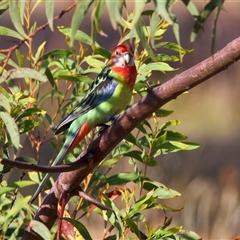 Platycercus eximius (Eastern Rosella) at Bellmount Forest, NSW - 4 Feb 2025 by jb2602