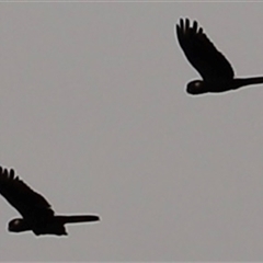 Zanda funerea (Yellow-tailed Black-Cockatoo) at Latrobe, TAS - 2 Feb 2025 by JimL