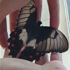 Papilio aegeus (Orchard Swallowtail, Large Citrus Butterfly) at Rivett, ACT - Yesterday by Jodiegeez