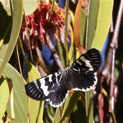 Phalaenoides glycinae (Grapevine Moth) at Bellmount Forest, NSW - 4 Feb 2025 by jb2602