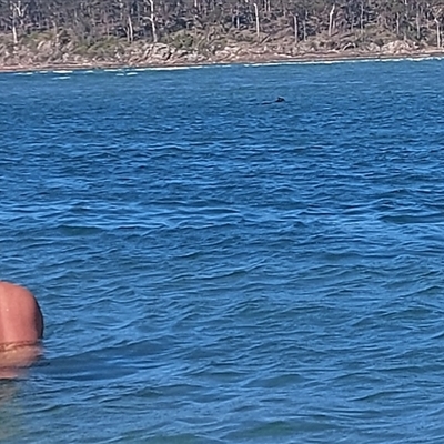 Hydromys chrysogaster (Rakali or Water Rat) at Pambula Beach, NSW - 3 Feb 2025 by GirtsO