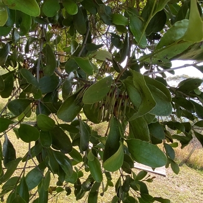 Amyema congener subsp. congener (A Mistletoe) at Mallanganee, NSW - 9 Sep 2024 by Tapirlord