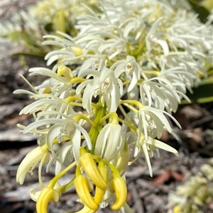 Dendrobium speciosum at Carrolls Creek, NSW - suppressed