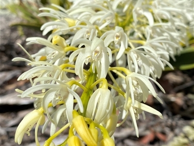 Dendrobium speciosum (Rock Lily) at Carrolls Creek, NSW - 9 Sep 2024 by Tapirlord