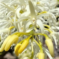 Dendrobium speciosum at Carrolls Creek, NSW - suppressed