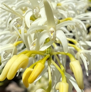 Dendrobium speciosum at Carrolls Creek, NSW - suppressed