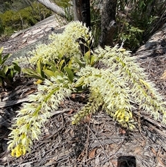 Dendrobium speciosum at Carrolls Creek, NSW - suppressed