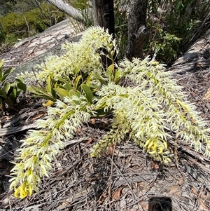 Dendrobium speciosum at Carrolls Creek, NSW - suppressed