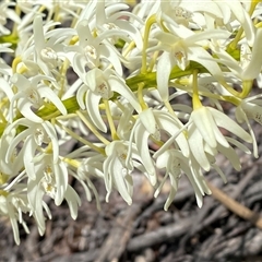 Dendrobium speciosum at Carrolls Creek, NSW - suppressed