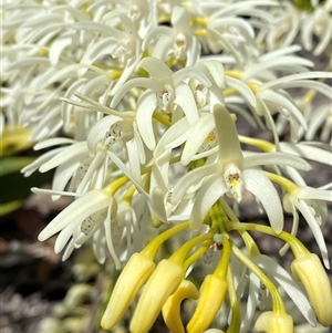 Dendrobium speciosum at Carrolls Creek, NSW - suppressed