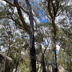 Eucalyptus andrewsii at Glen Niven, QLD - 9 Sep 2024 by Tapirlord