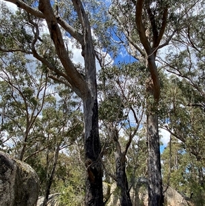 Eucalyptus andrewsii at Carrolls Creek, NSW - 9 Sep 2024 11:38 AM