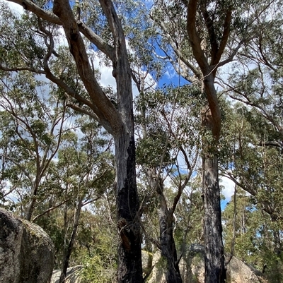 Eucalyptus andrewsii (New England Blackbutt) at Carrolls Creek, NSW - 9 Sep 2024 by Tapirlord