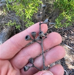 Eucalyptus andrewsii at Carrolls Creek, NSW - 9 Sep 2024 11:38 AM