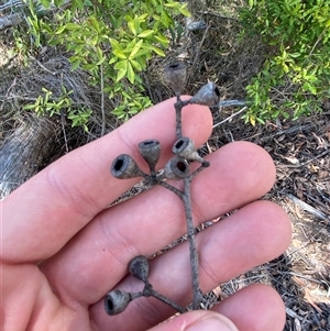 Eucalyptus andrewsii at Carrolls Creek, NSW - 9 Sep 2024 11:38 AM