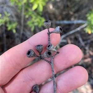 Eucalyptus andrewsii at Carrolls Creek, NSW - 9 Sep 2024 11:38 AM