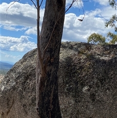 Eucalyptus andrewsii at Carrolls Creek, NSW - 9 Sep 2024 11:38 AM