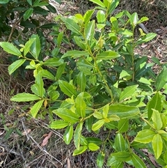 Myrsine variabilis (Muttonwood) at Carrolls Creek, NSW - 9 Sep 2024 by Tapirlord