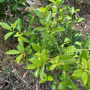 Myrsine variabilis at Carrolls Creek, NSW - 9 Sep 2024 11:37 AM