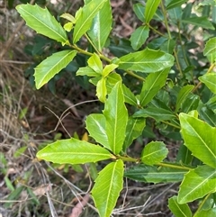 Myrsine variabilis at Carrolls Creek, NSW - 9 Sep 2024 11:37 AM