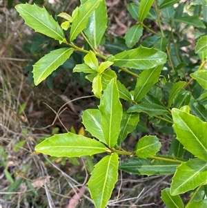 Myrsine variabilis at Carrolls Creek, NSW - 9 Sep 2024 11:37 AM