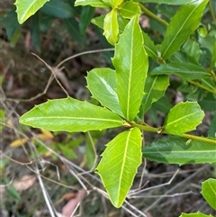 Myrsine variabilis at Carrolls Creek, NSW - 9 Sep 2024 11:37 AM