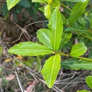 Myrsine variabilis at Carrolls Creek, NSW - 9 Sep 2024 11:37 AM