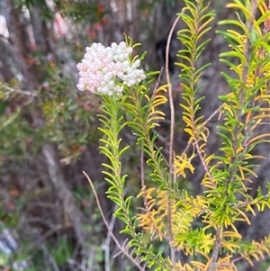 Ozothamnus diosmifolius at Carrolls Creek, NSW - 9 Sep 2024 11:24 AM