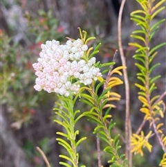 Ozothamnus diosmifolius at Carrolls Creek, NSW - 9 Sep 2024 11:24 AM